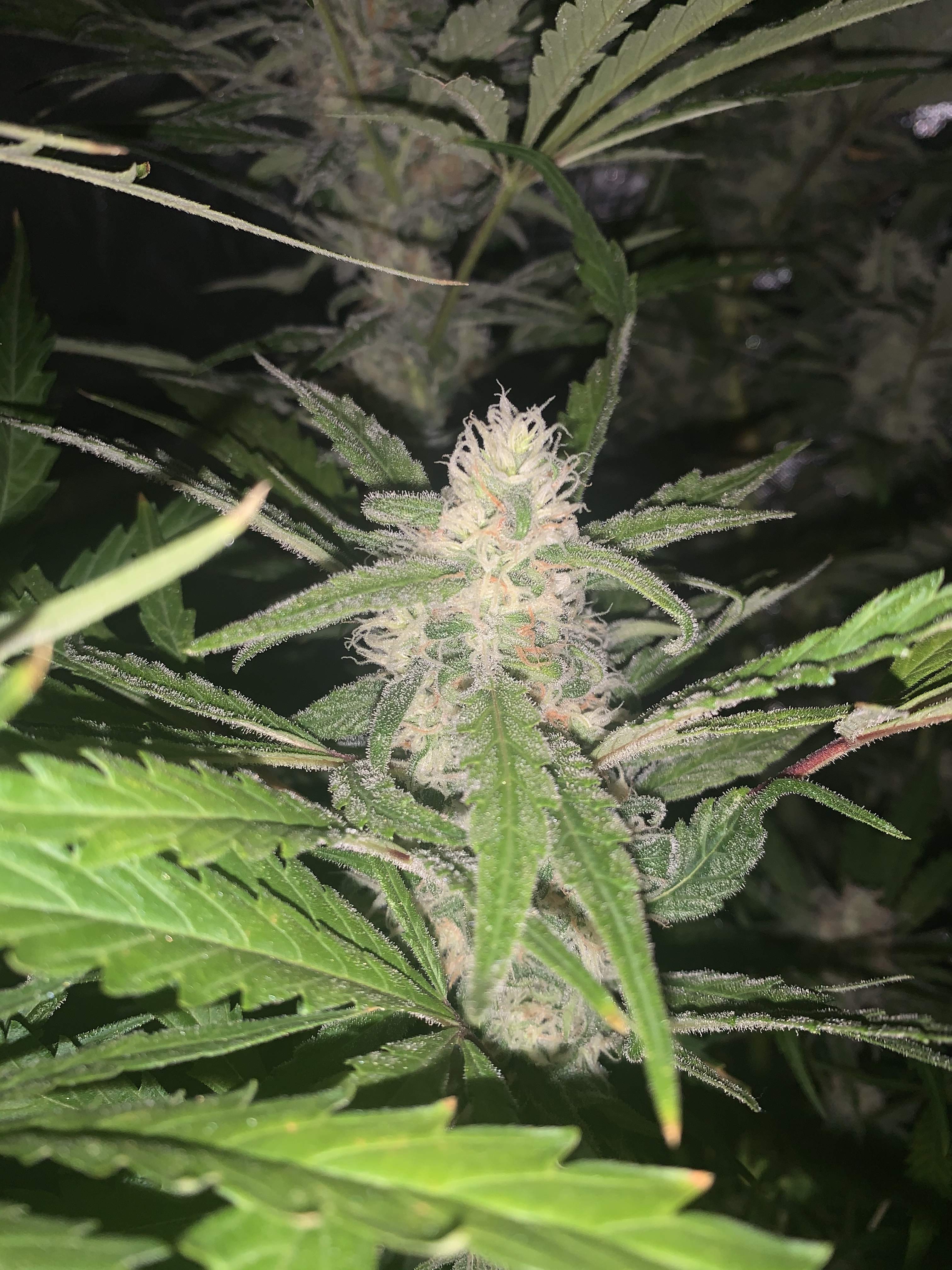 Green House Seeds Banana Krumble grow journal week14 by ChronicRyno