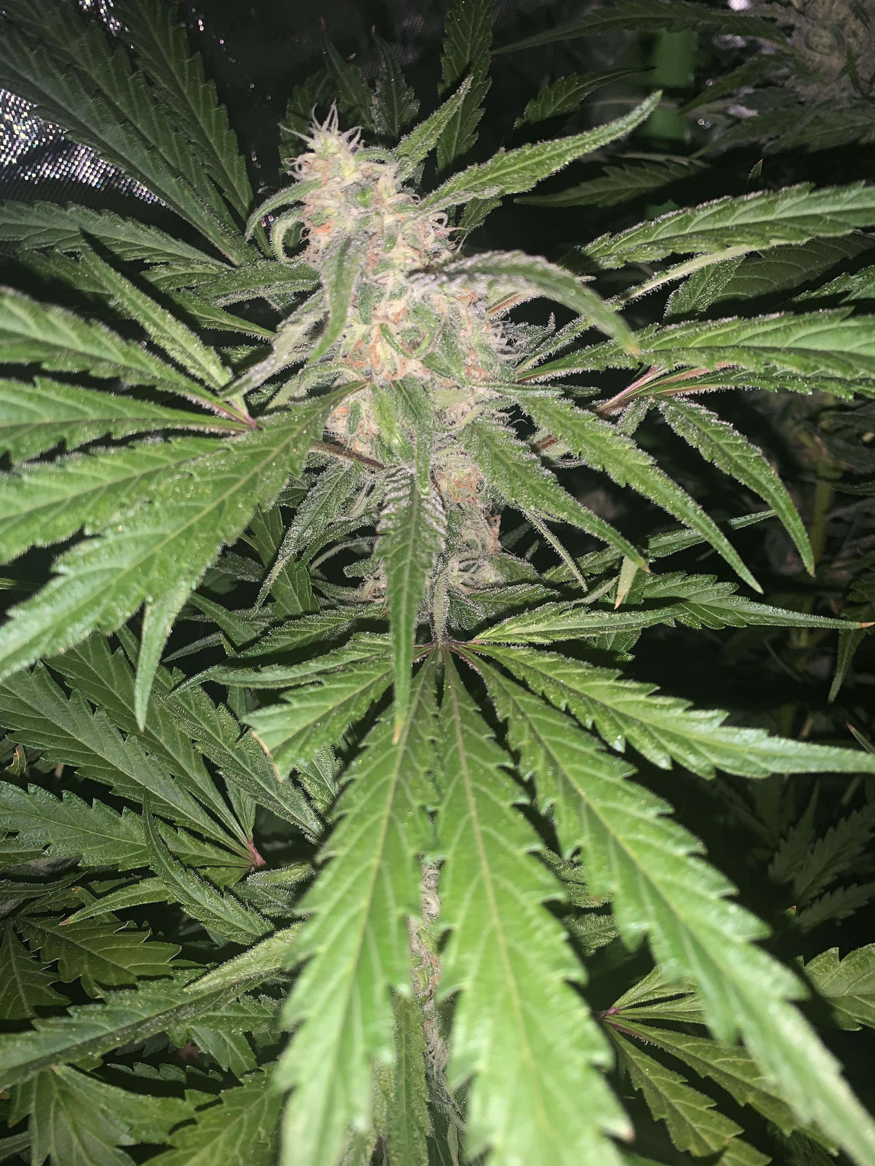 Green House Seeds Banana Krumble grow journal week14 by ChronicRyno
