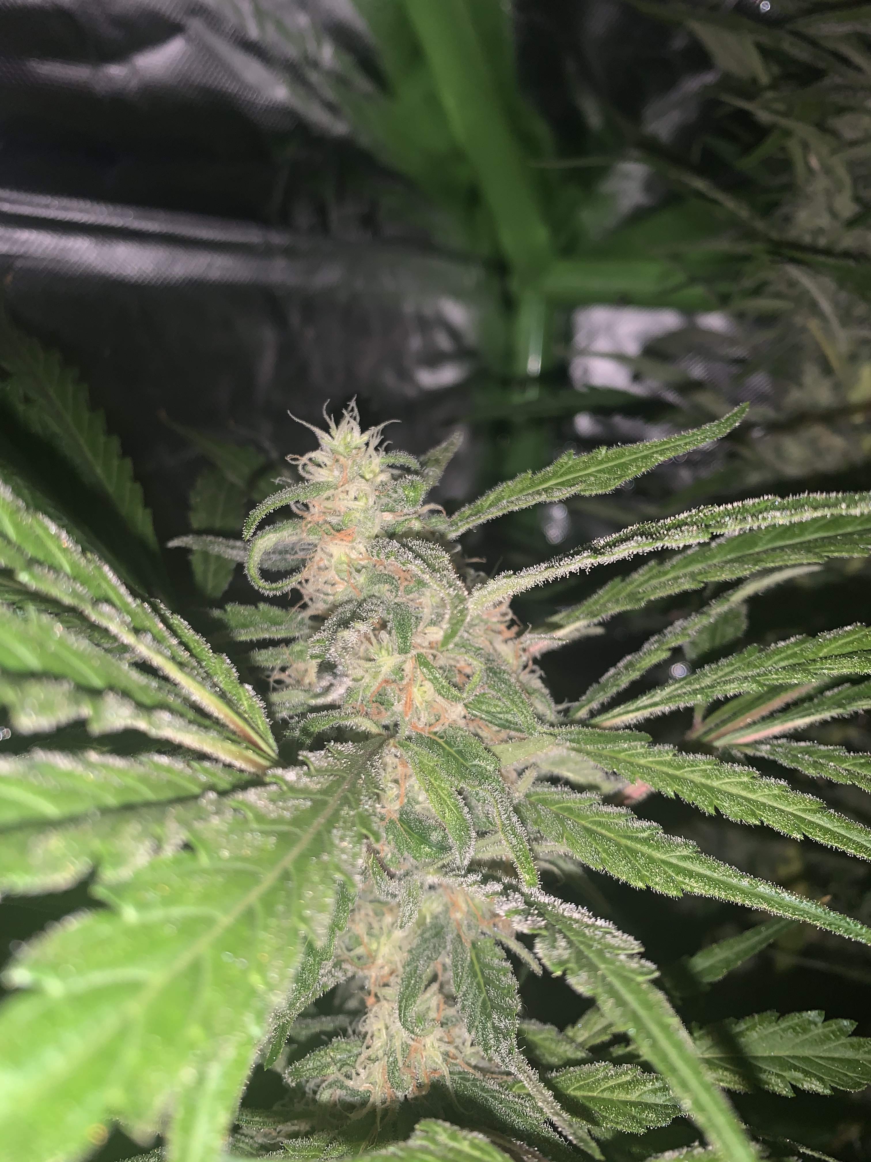 Green House Seeds Banana Krumble grow journal week14 by ChronicRyno