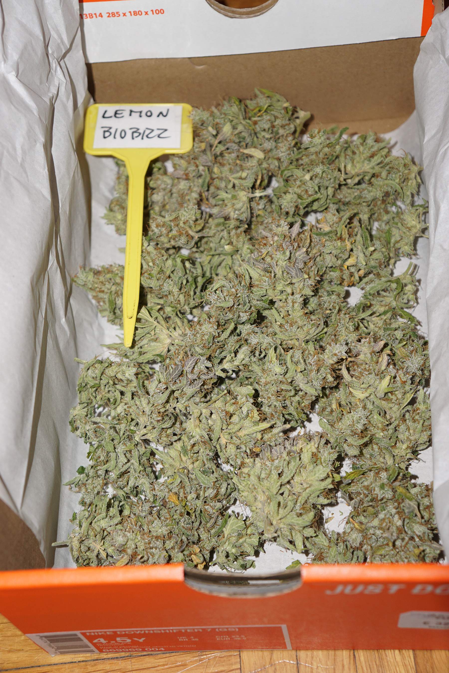 Sweet Seeds Cream Mandarine XL Auto, 707 Headband grow diary (journal