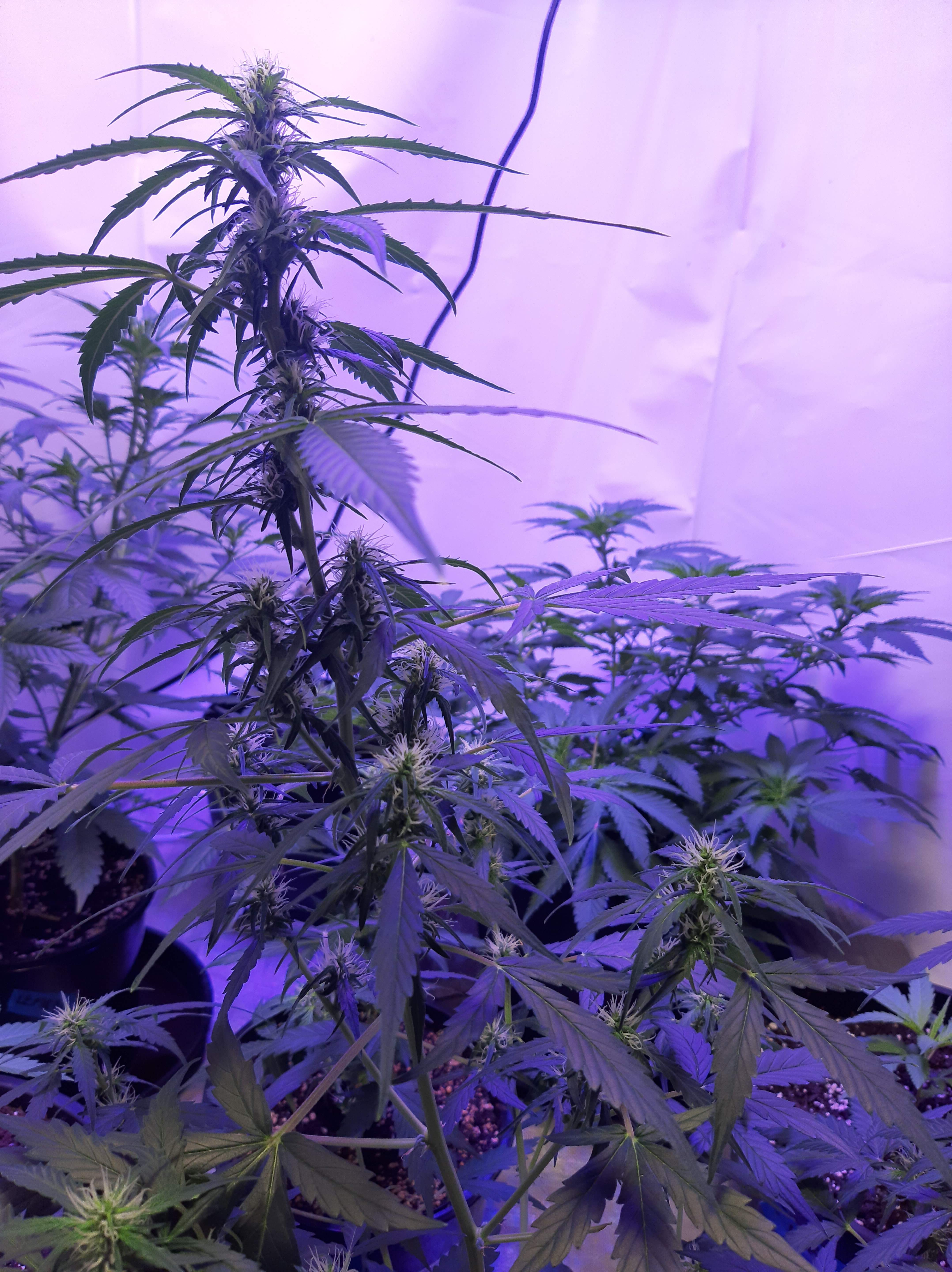 Seedsman Auto Lemon Seedsman OG Kush Auto Seedsman White Widow Grow Diary journal Week8 By 