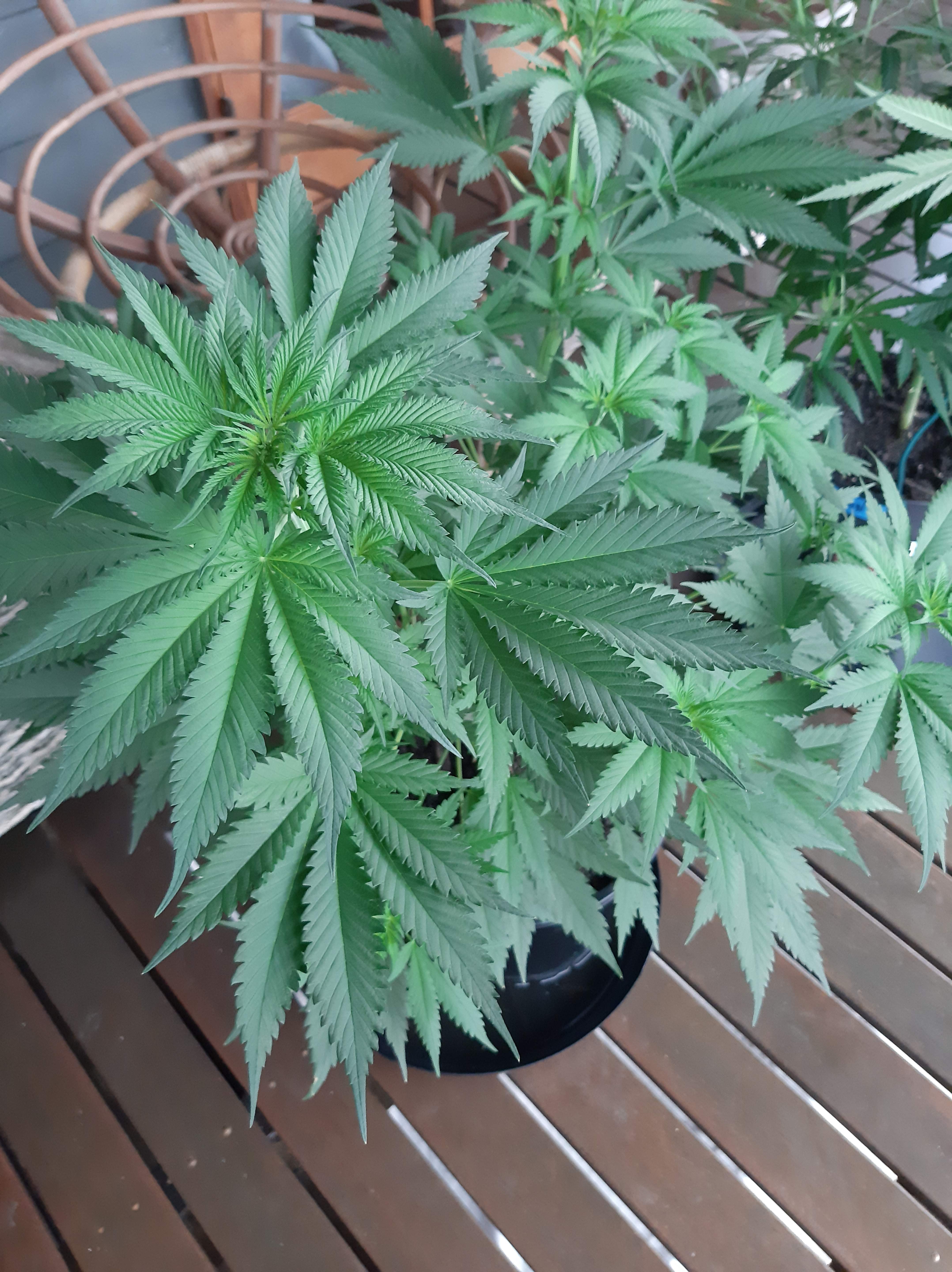 Seedsman Auto Lemon Seedsman OG Kush Auto Seedsman White Widow Grow Journal Week8 By ChrisC 