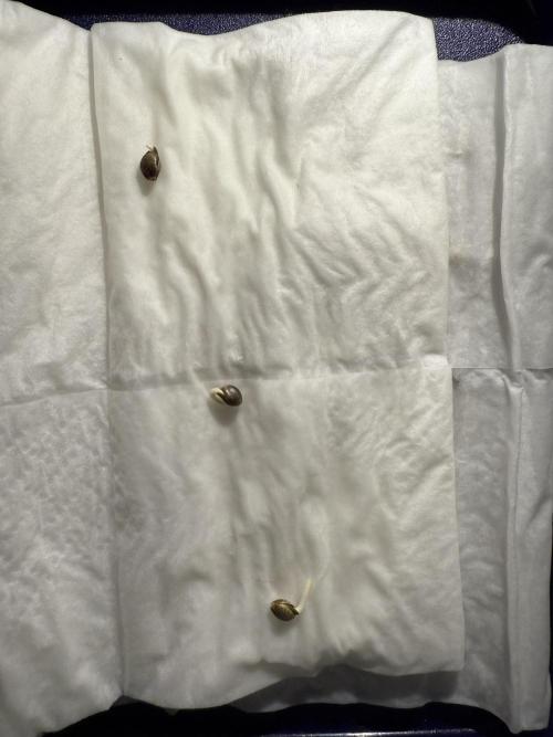 Divine plant. Week 0