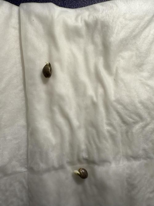 Divine plant. Week 0