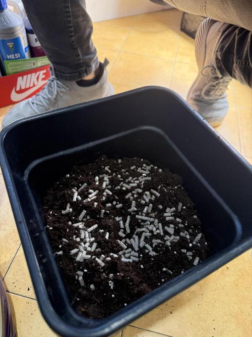 Divine plant. Week 0