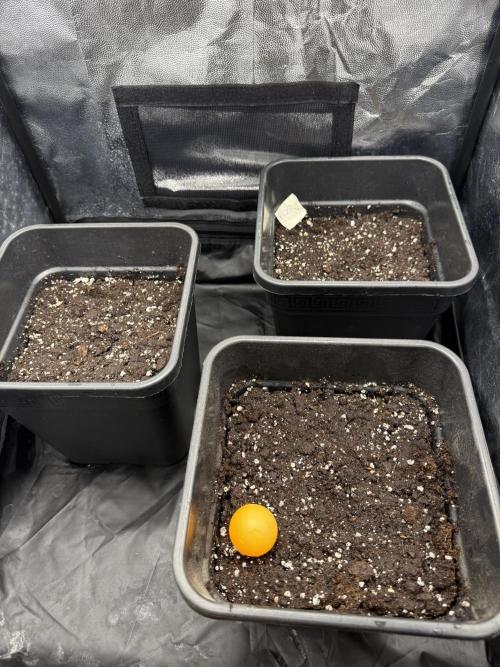 Divine plant. Week 0