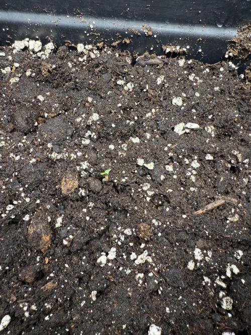 Divine plant. Week 0