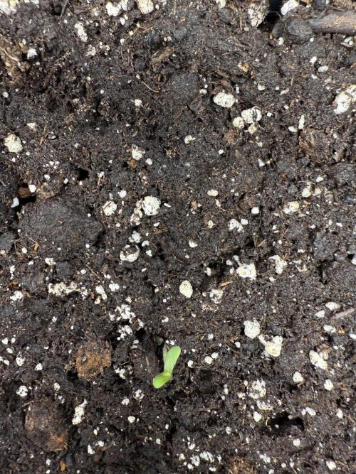 Divine plant. Week 0