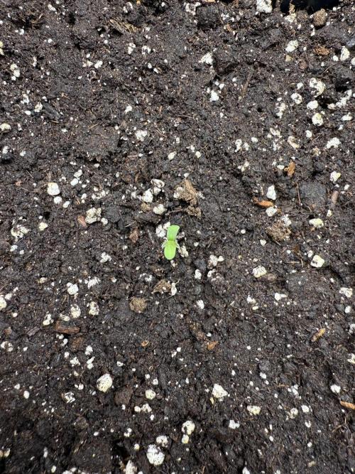 Divine plant. Week 0