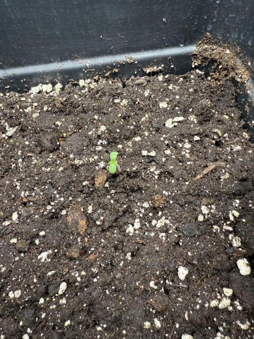 Divine plant. Week 0