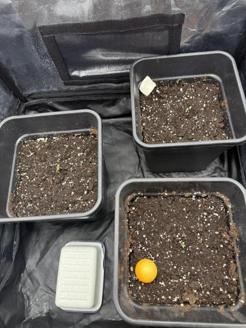 Divine plant. Week 0