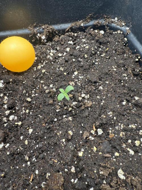 Divine plant. Week 0