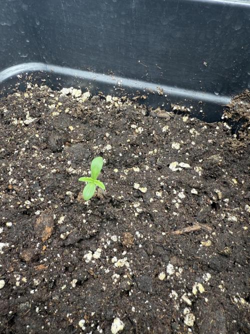 Divine plant. Week 0