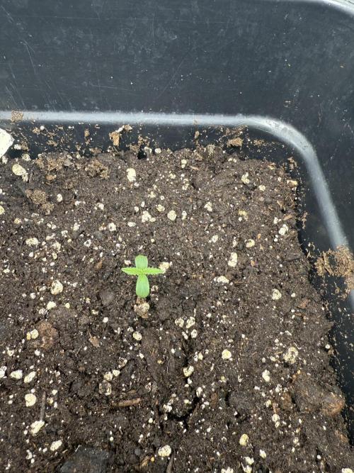 Divine plant. Week 0