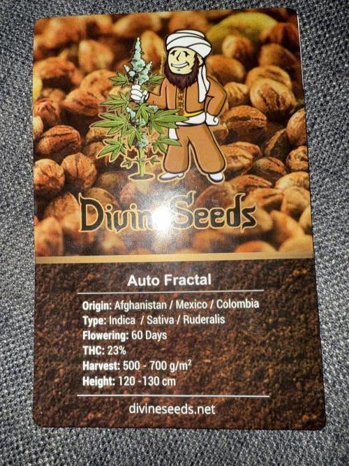 Divine plant. Week 0