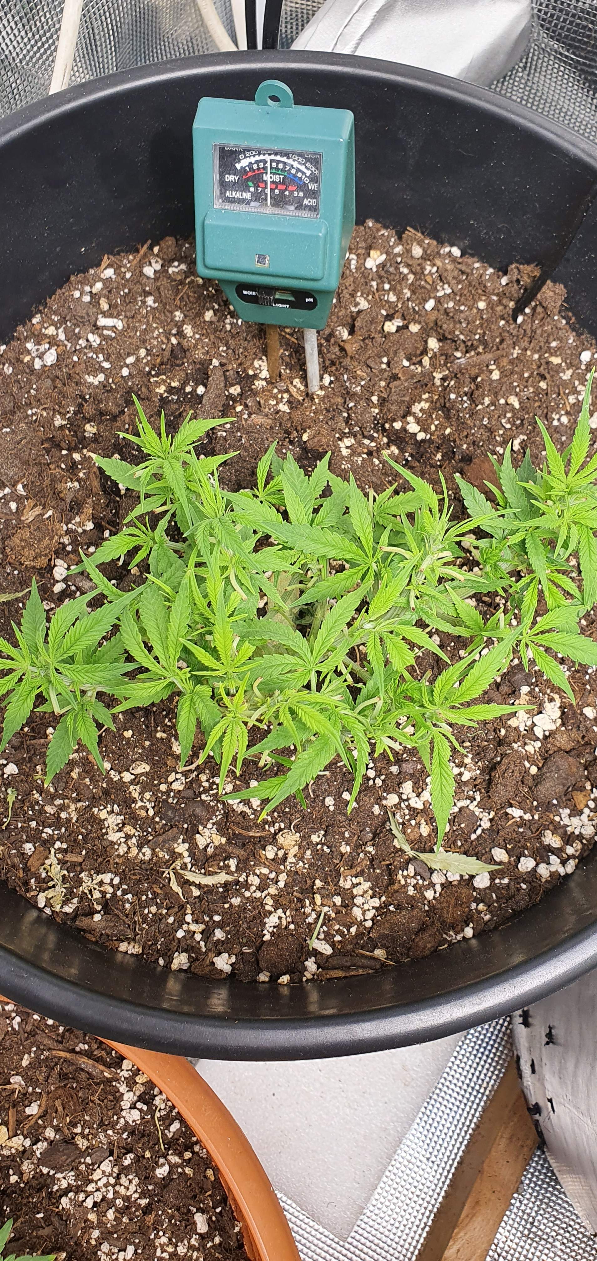 Ministry of Cannabis Autopilot XXL, Vision Seeds Blueberry Bliss Auto