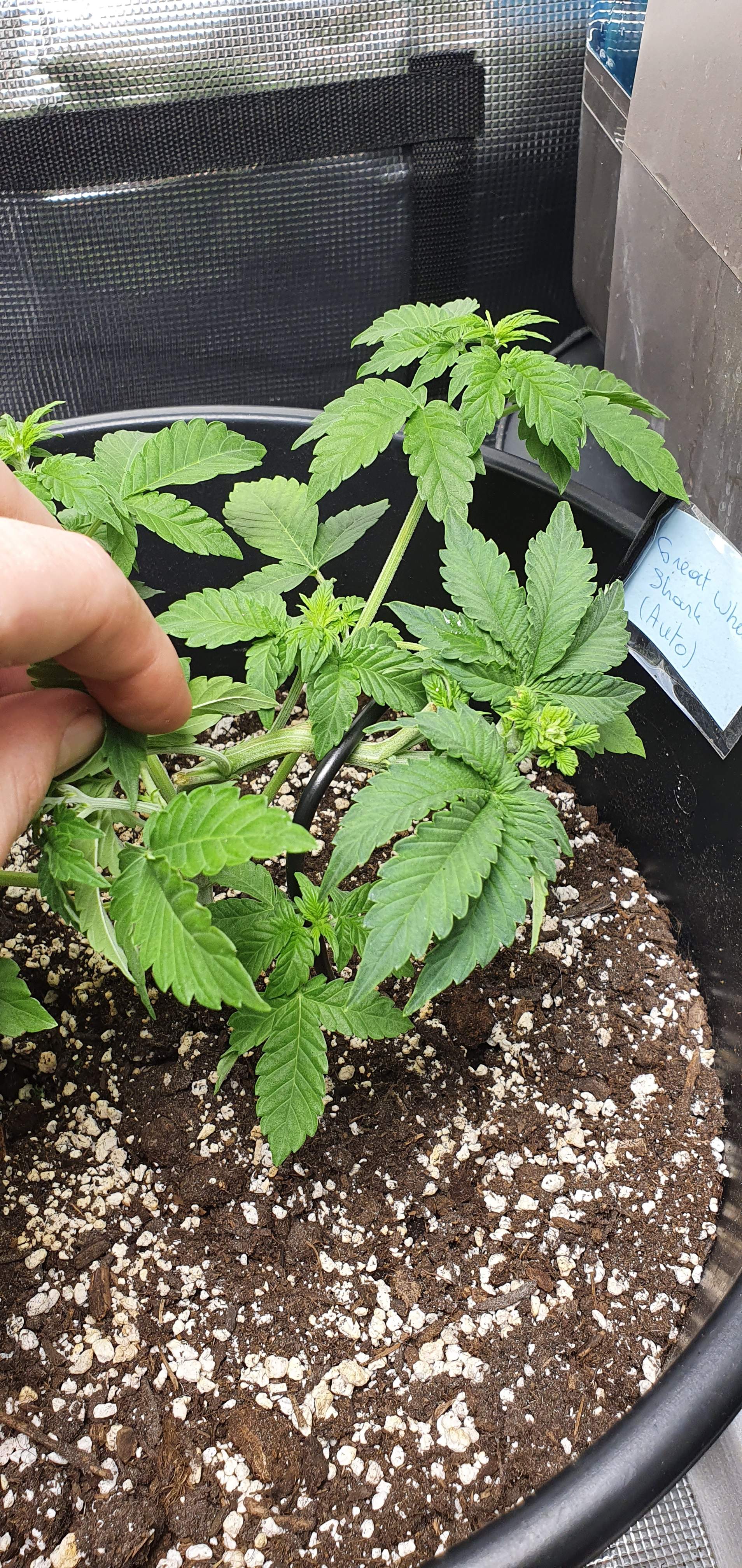 Ministry of Cannabis Autopilot XXL, Vision Seeds Blueberry Bliss Auto