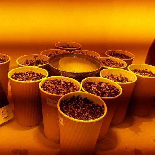 Blue Gellato 41 X White Widow X Big bang. Week 1 - Day 1