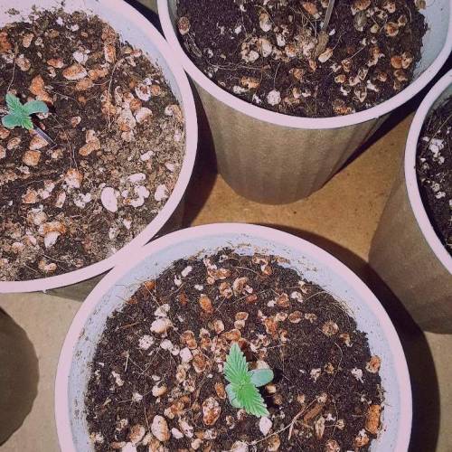 Blue Gellato 41 X White Widow X Big bang. Week 1 - Day 3