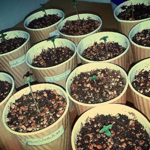 Blue Gellato 41 X White Widow X Big bang. Week 1 - Day 3