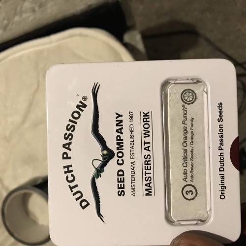 Auto 4 strains mini Garden . Week 1 - Critical seeds 