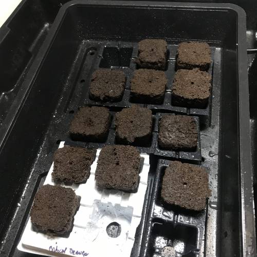 Auto 4 strains mini Garden . Week 1 - Coco cubes with the seeds set in after 2 days in paper towel bags.. I did lose 4