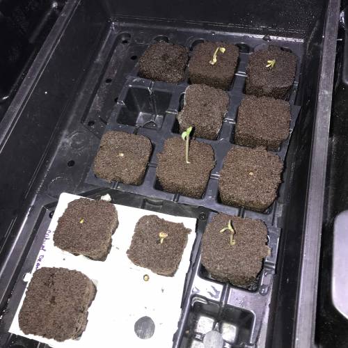 Auto 4 strains mini Garden . Week 1 - Signs of growth coming through :) creme brûlée , orange critical punch, cheesecake,Mango blueberry, it is 