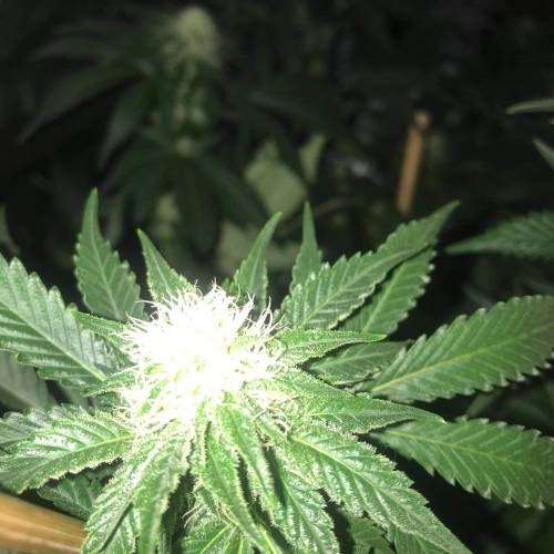 Auto 4 strains mini Garden . Week 2 - Photos starting to bench up