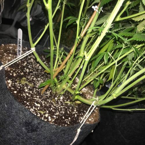 Auto 4 strains mini Garden . Week 2