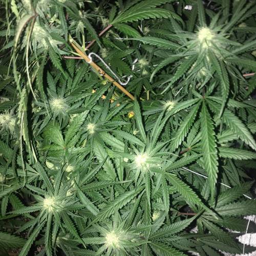 Auto 4 strains mini Garden . Week 2