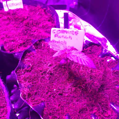 Auto 4 strains mini Garden . Week 2 - Still on there first drink 