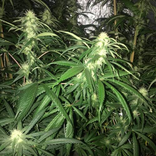 Auto 4 strains mini Garden . Week 2