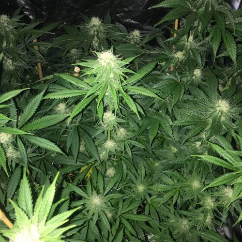 Auto 4 strains mini Garden . Week 2