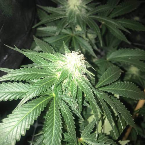 Auto 4 strains mini Garden . Week 2 - Frosty  