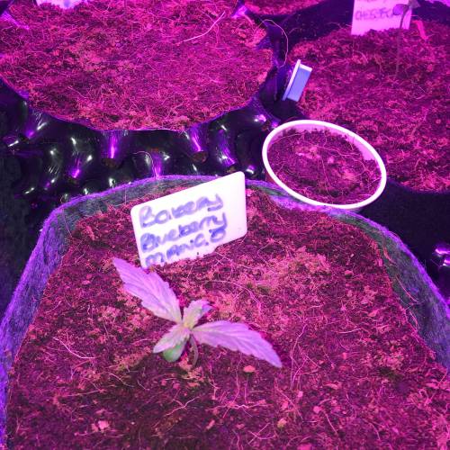 Auto 4 strains mini Garden . Week 2 - New led for the girls 