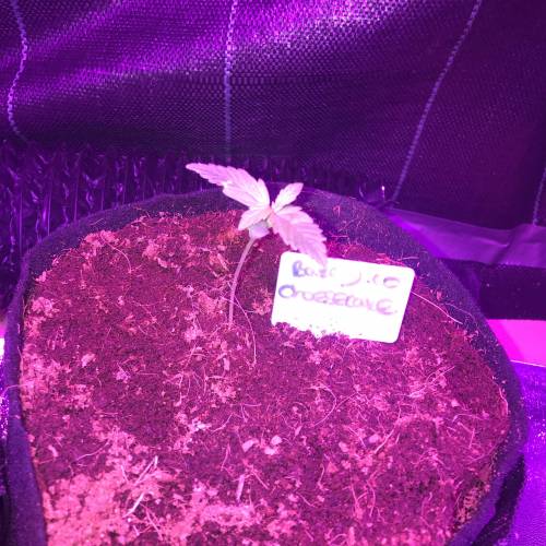 Auto 4 strains mini Garden . Week 2 - Keeping the light now as I did on my photos to keep them low an busy it’s the plan 