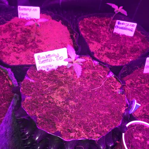 Auto 4 strains mini Garden . Week 2 - Mister and some heat next 