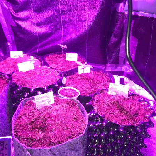 Auto 4 strains mini Garden . Week 2 - Hit veg and bloom because they like that white light too in veg 