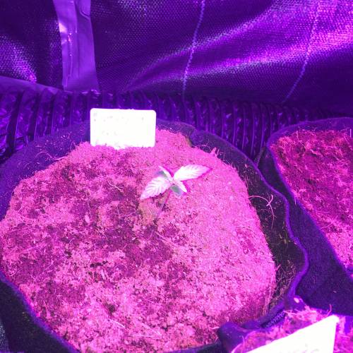 Auto 4 strains mini Garden . Week 2 - Katana roots and water 