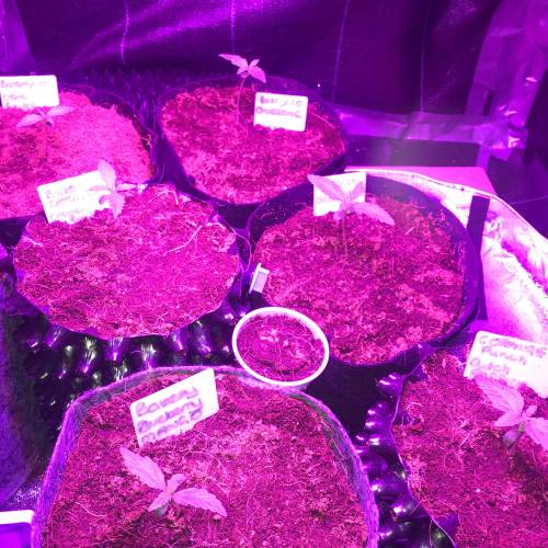 Auto 4 strains mini Garden . Week 2