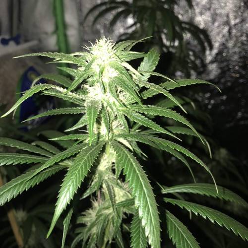 Auto 4 strains mini Garden . Week 3