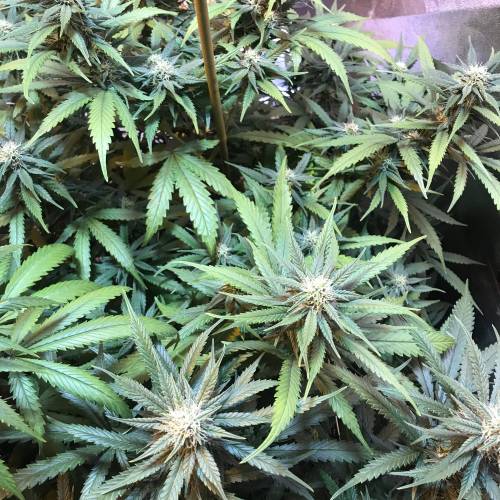 Auto 4 strains mini Garden . Week 3