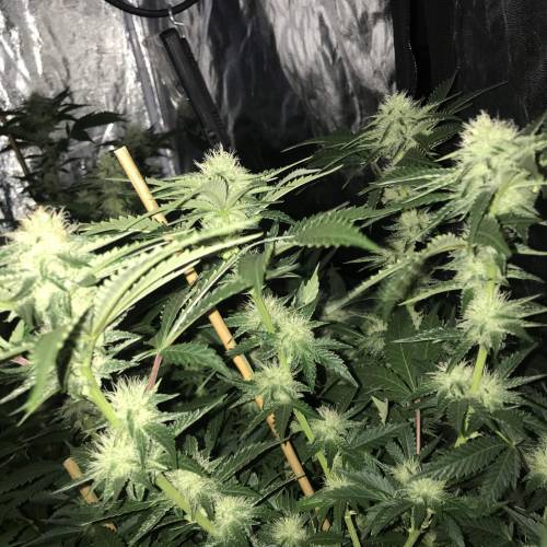 Auto 4 strains mini Garden . Week 3