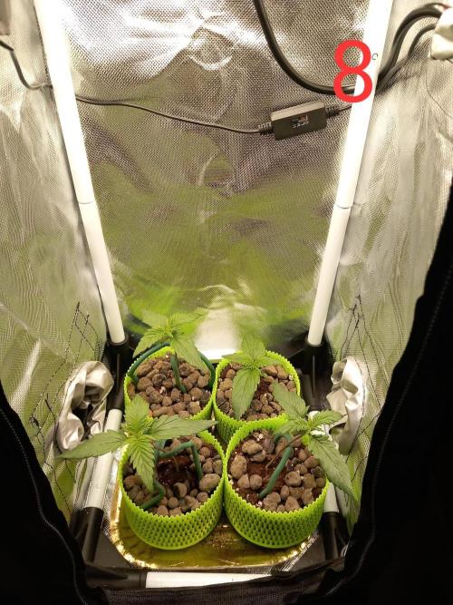 4 Mikromachine Auto Unbeliveble micro growbox Masterseeds!!. Week 1
