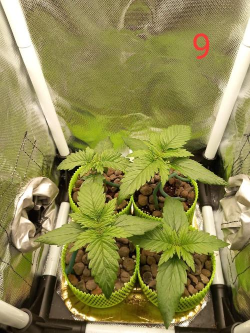4 Mikromachine Auto Unbeliveble micro growbox Masterseeds!!. Week 1
