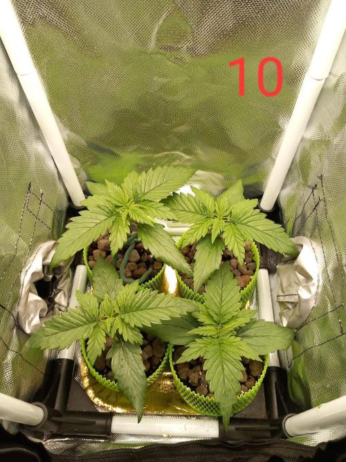 4 Mikromachine Auto Unbeliveble micro growbox Masterseeds!!. Week 1