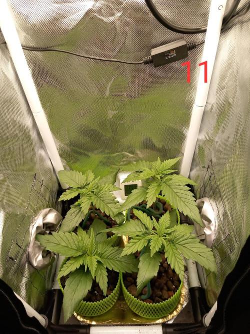 4 Mikromachine Auto Unbeliveble micro growbox Masterseeds!!. Week 1