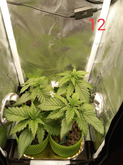 4 Mikromachine Auto Unbeliveble micro growbox Masterseeds!!. Week 1