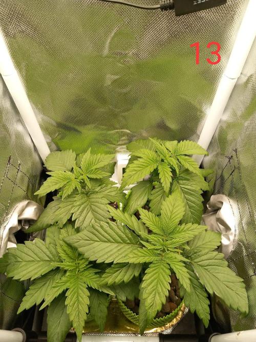 4 Mikromachine Auto Unbeliveble micro growbox Masterseeds!!. Week 1