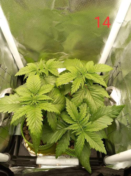 4 Mikromachine Auto Unbeliveble micro growbox Masterseeds!!. Week 1